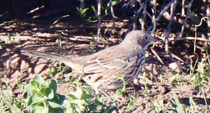 Sage Thrasher - ML642882168
