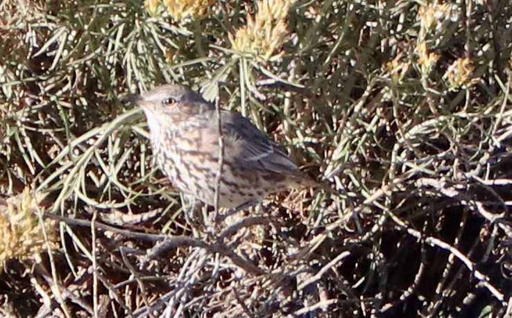 Sage Thrasher - ML642882169