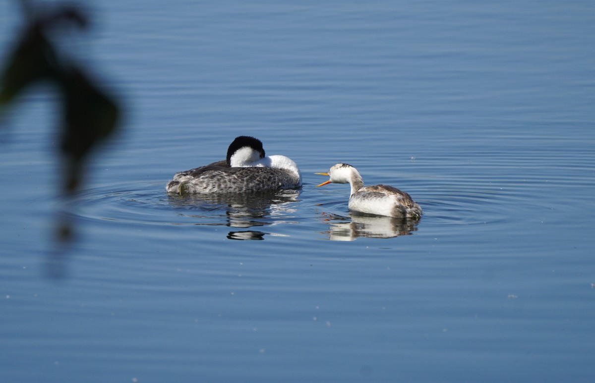Clark's Grebe - ML642882174