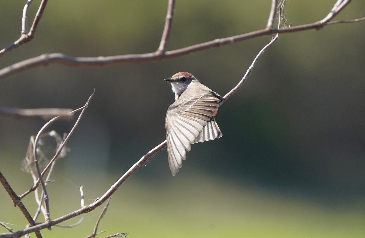Vermilion Flycatcher - ML642882181