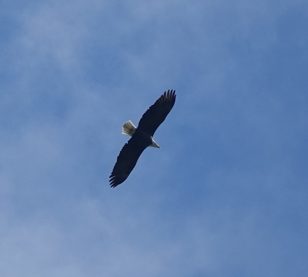 Bald Eagle - ML642882190