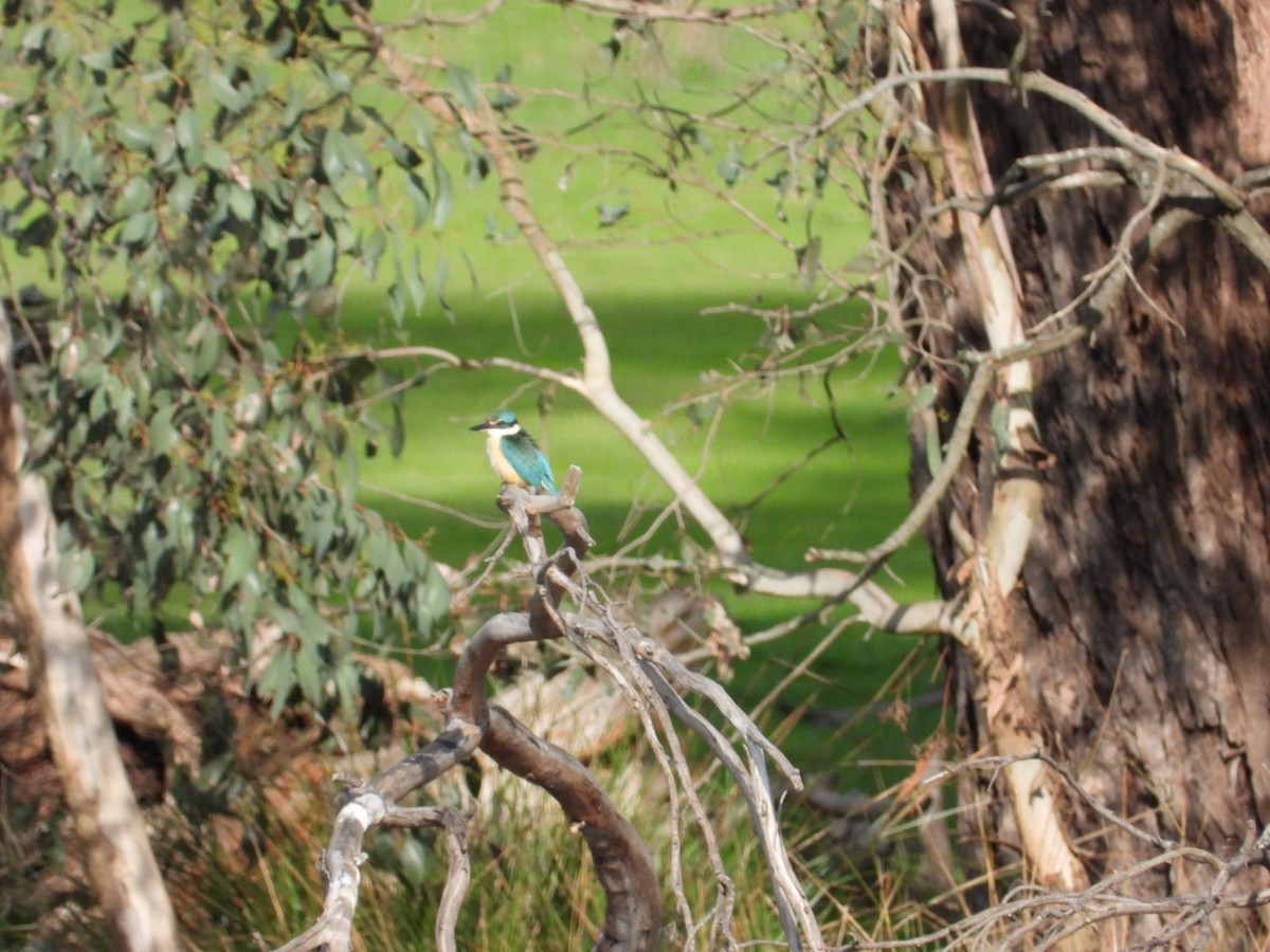 Sacred Kingfisher - ML642882191