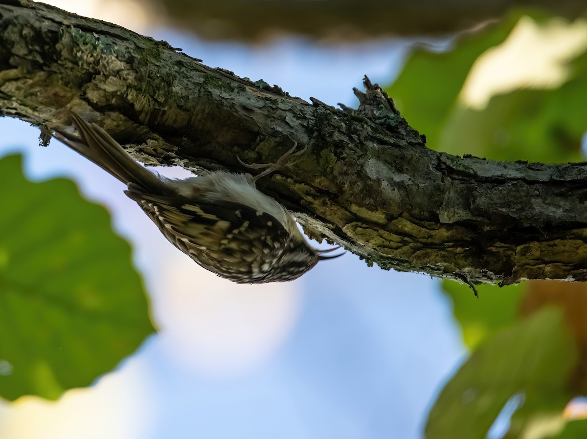 Brown Creeper - ML642882194