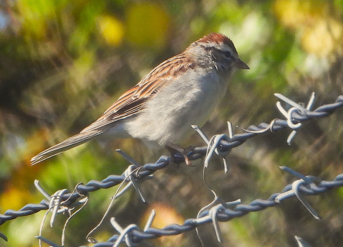 Chipping Sparrow - ML642882195