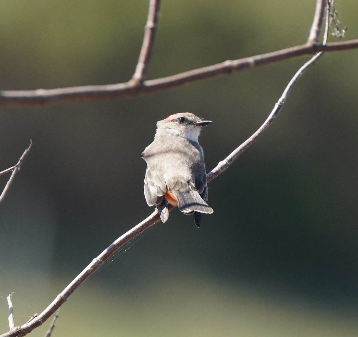 Vermilion Flycatcher - ML642882204