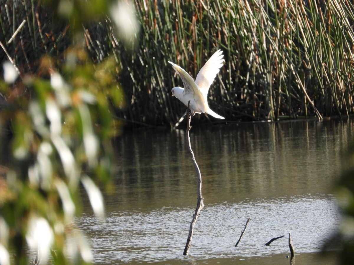 Little Corella - ML642882213