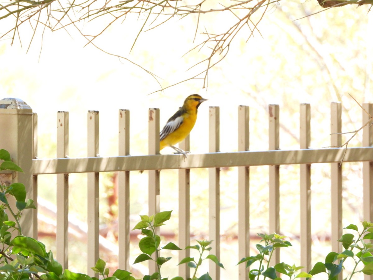 Bullock's Oriole - ML642882214