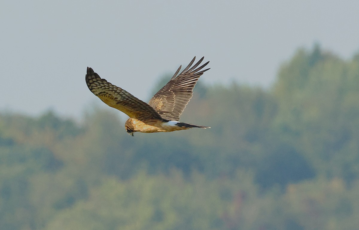 Northern Harrier - ML642882215