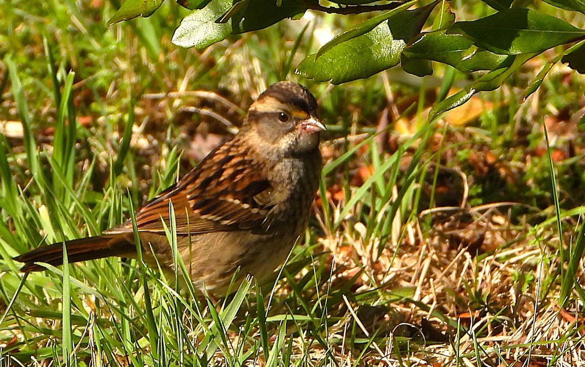 White-throated Sparrow - ML642882217