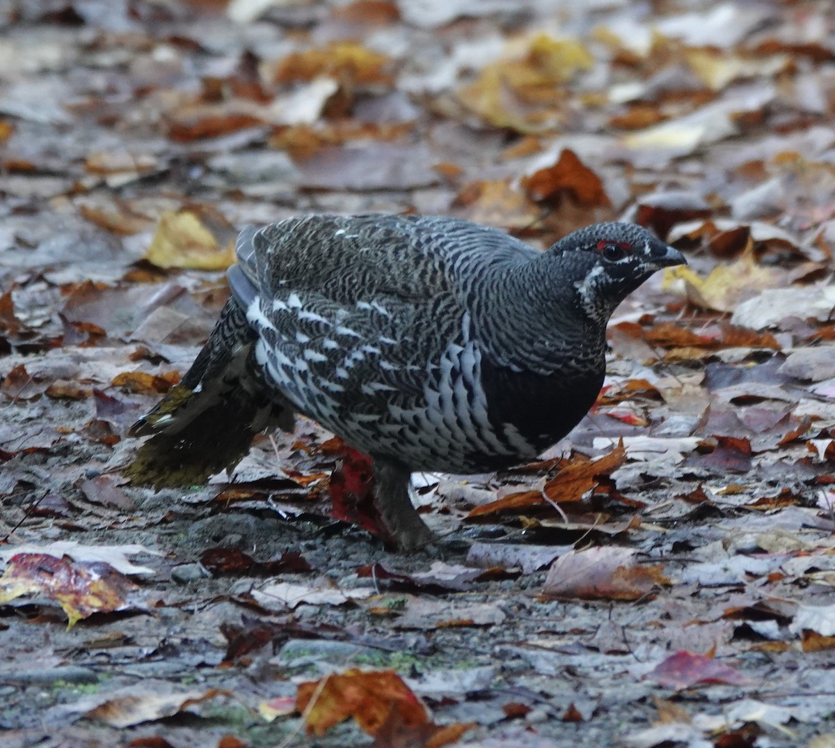 Spruce Grouse - ML642882225