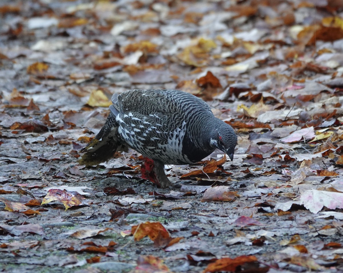 Spruce Grouse - ML642882233