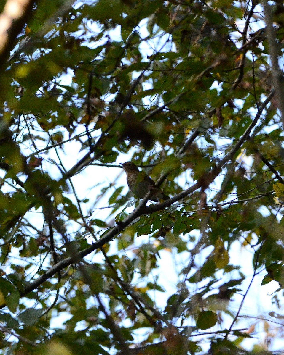 Swainson's Thrush - ML642882236
