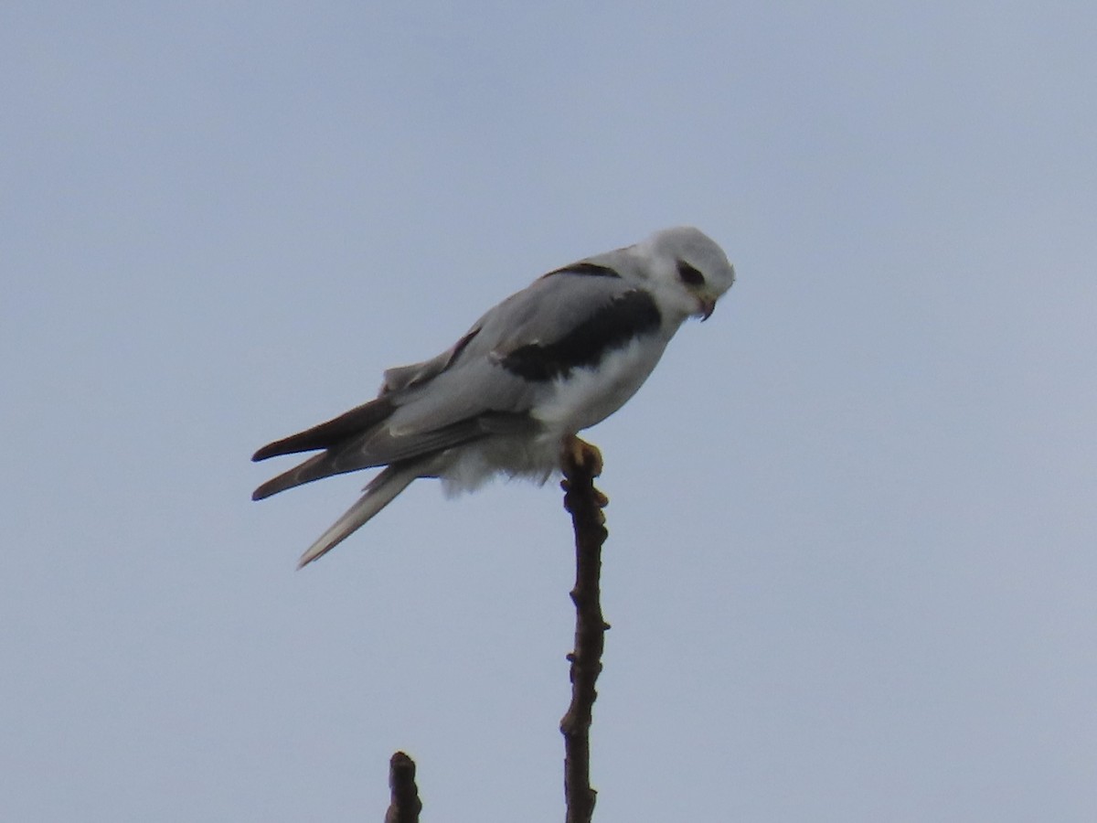 White-tailed Kite - ML642882270