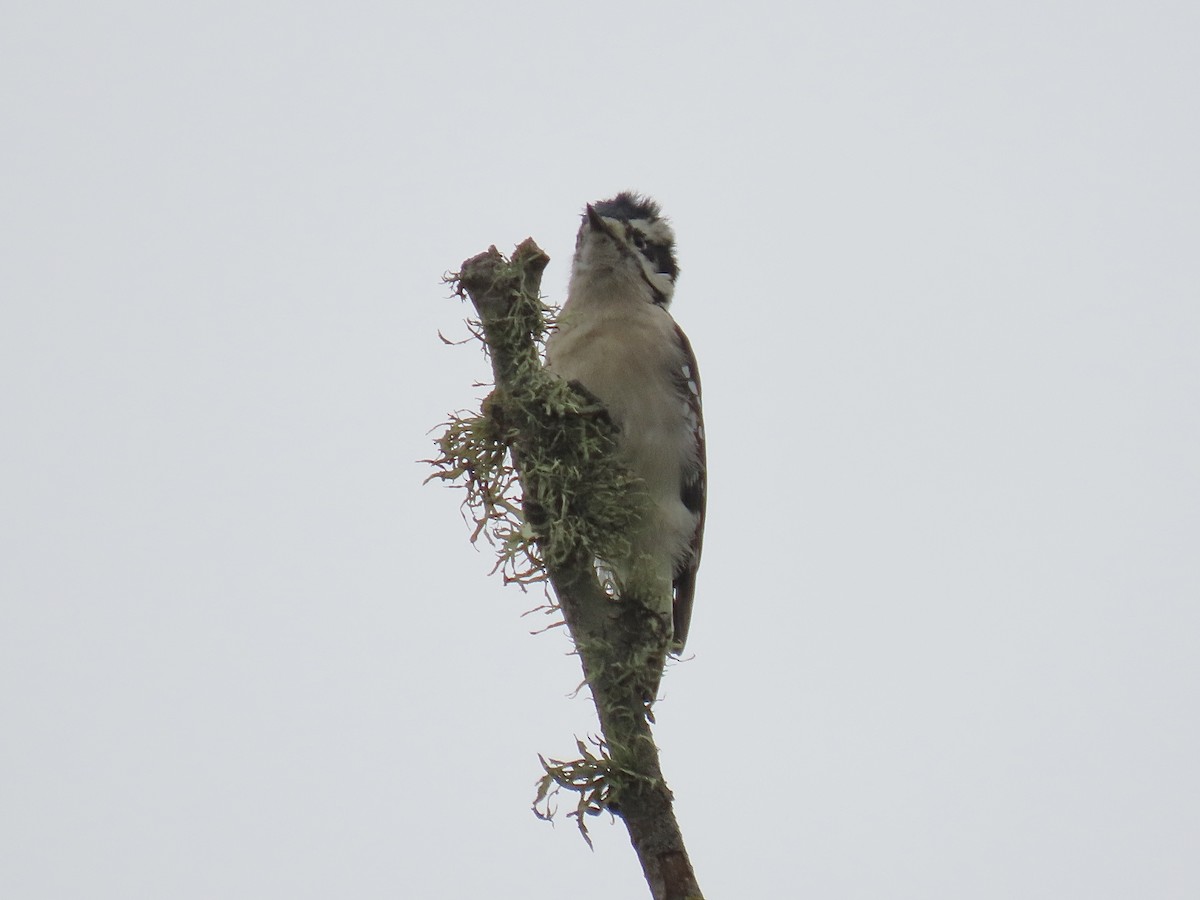 Downy Woodpecker - ML642882275