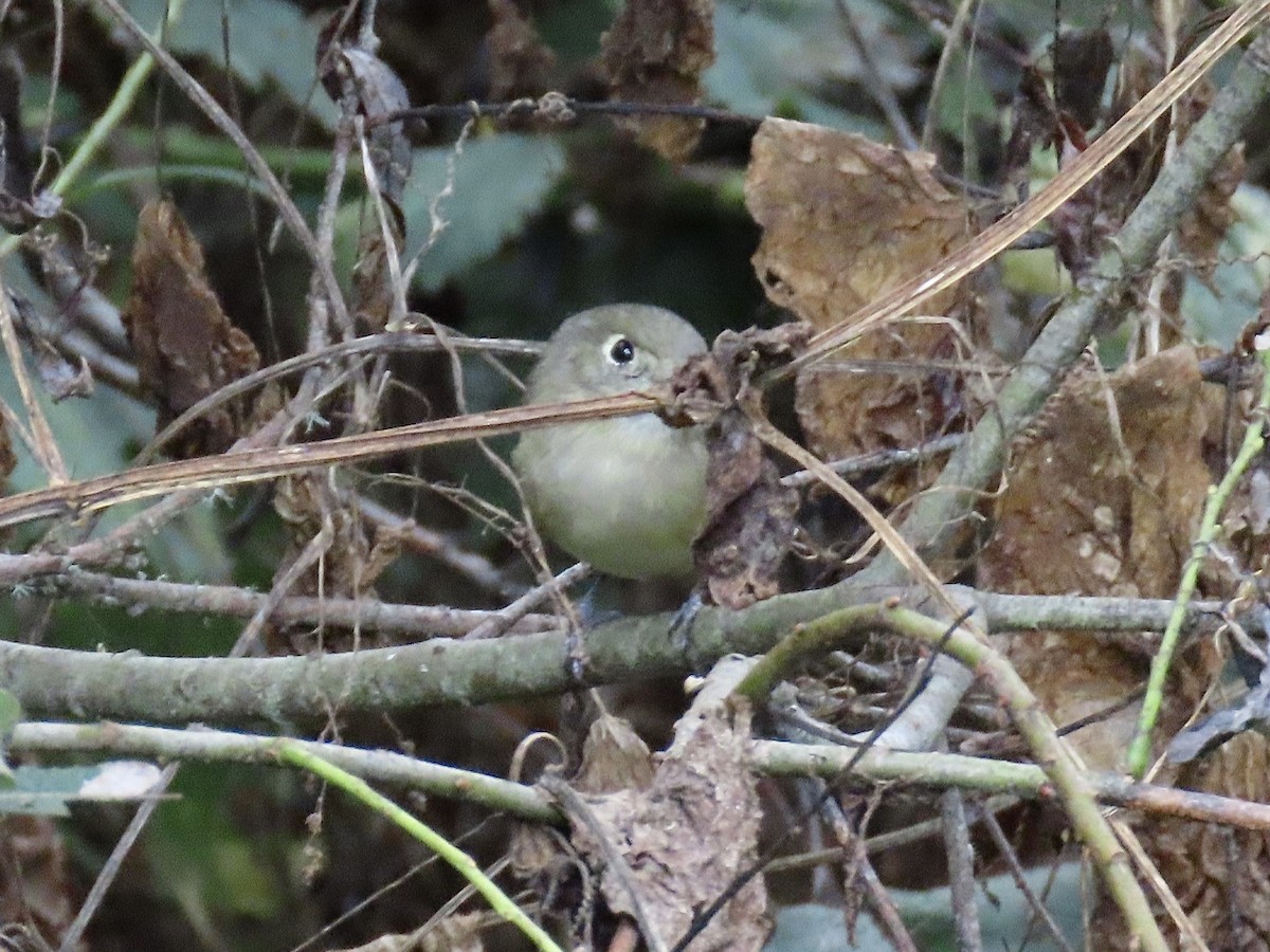 Hutton's Vireo - ML642882282