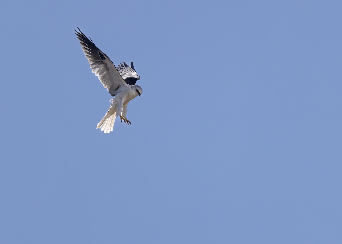 White-tailed Kite - ML642882284