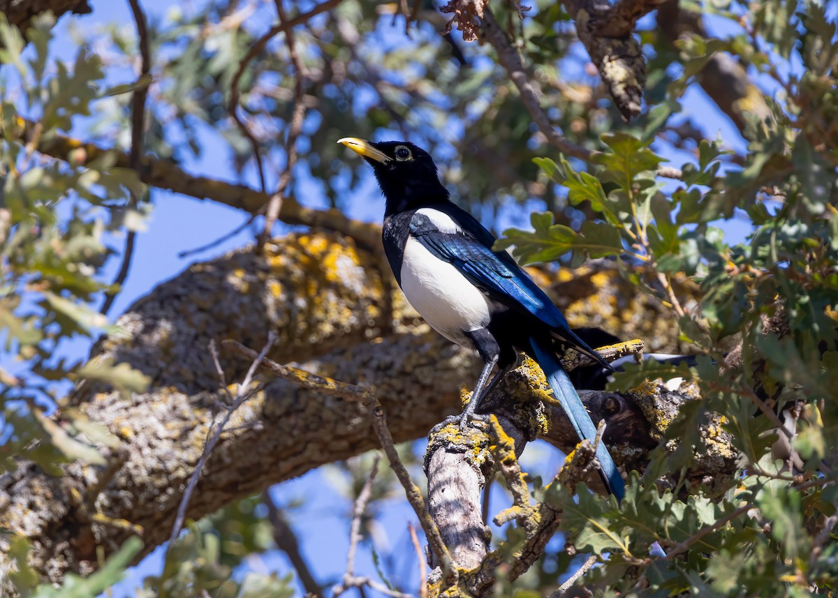 Yellow-billed Magpie - ML642882287