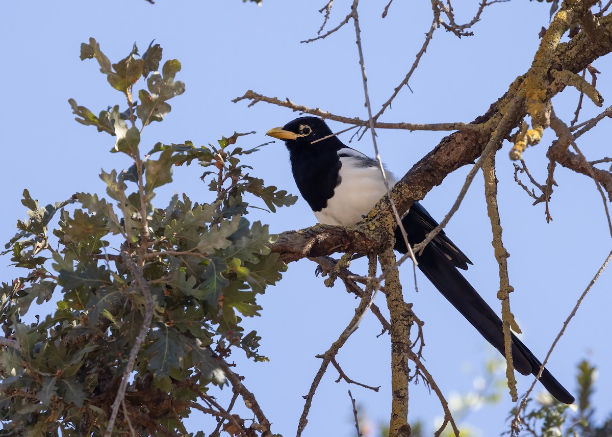 Yellow-billed Magpie - ML642882288