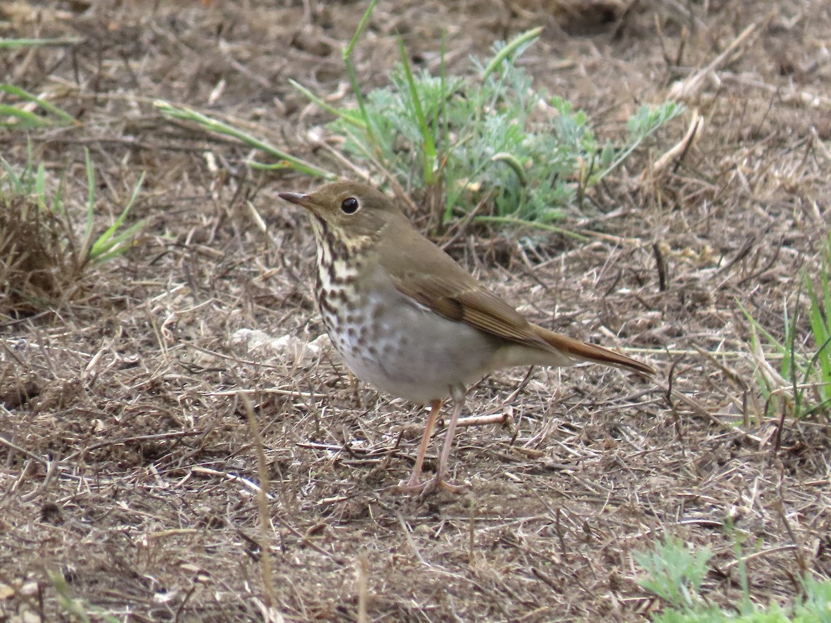 Swainson's Thrush - ML642882289