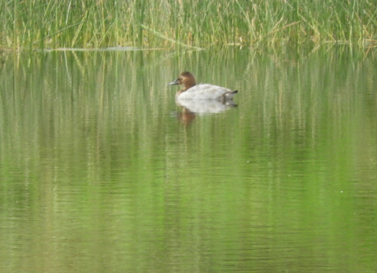 Canvasback - ML642882291