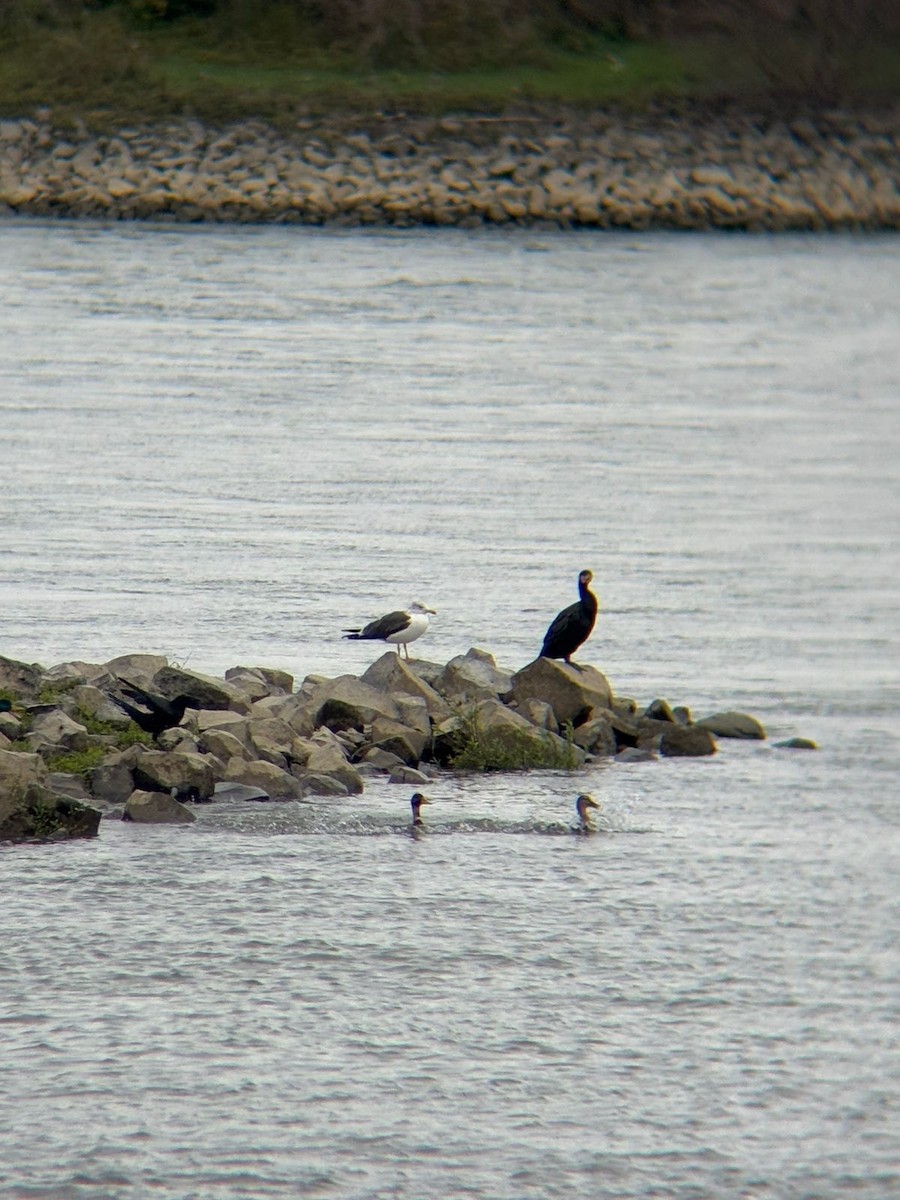 Lesser Black-backed Gull - ML642882302