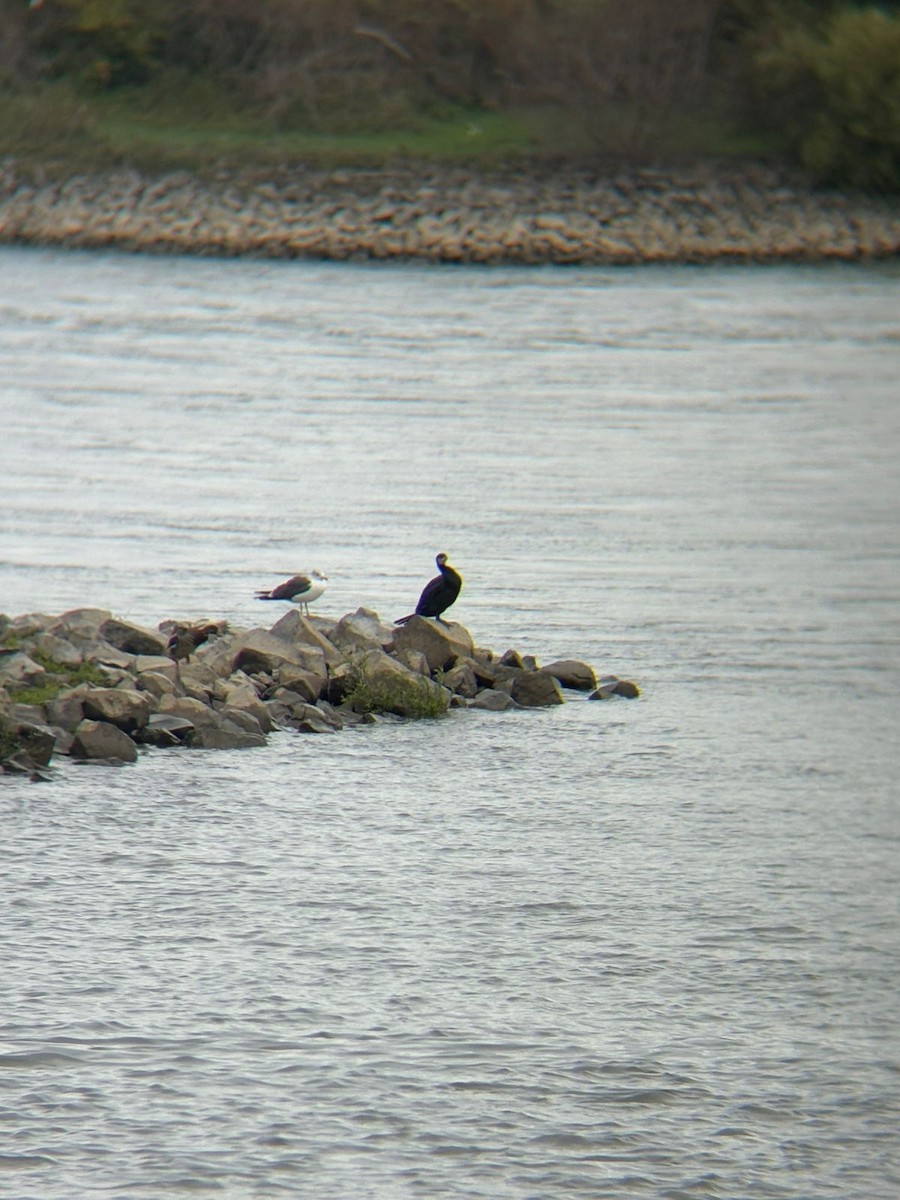 Lesser Black-backed Gull - ML642882303