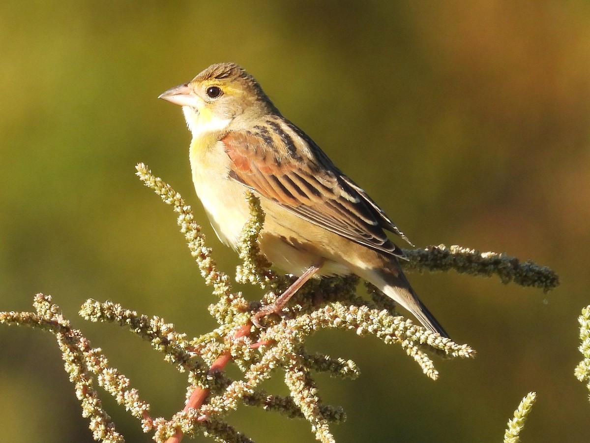 Dickcissel - ML642882304