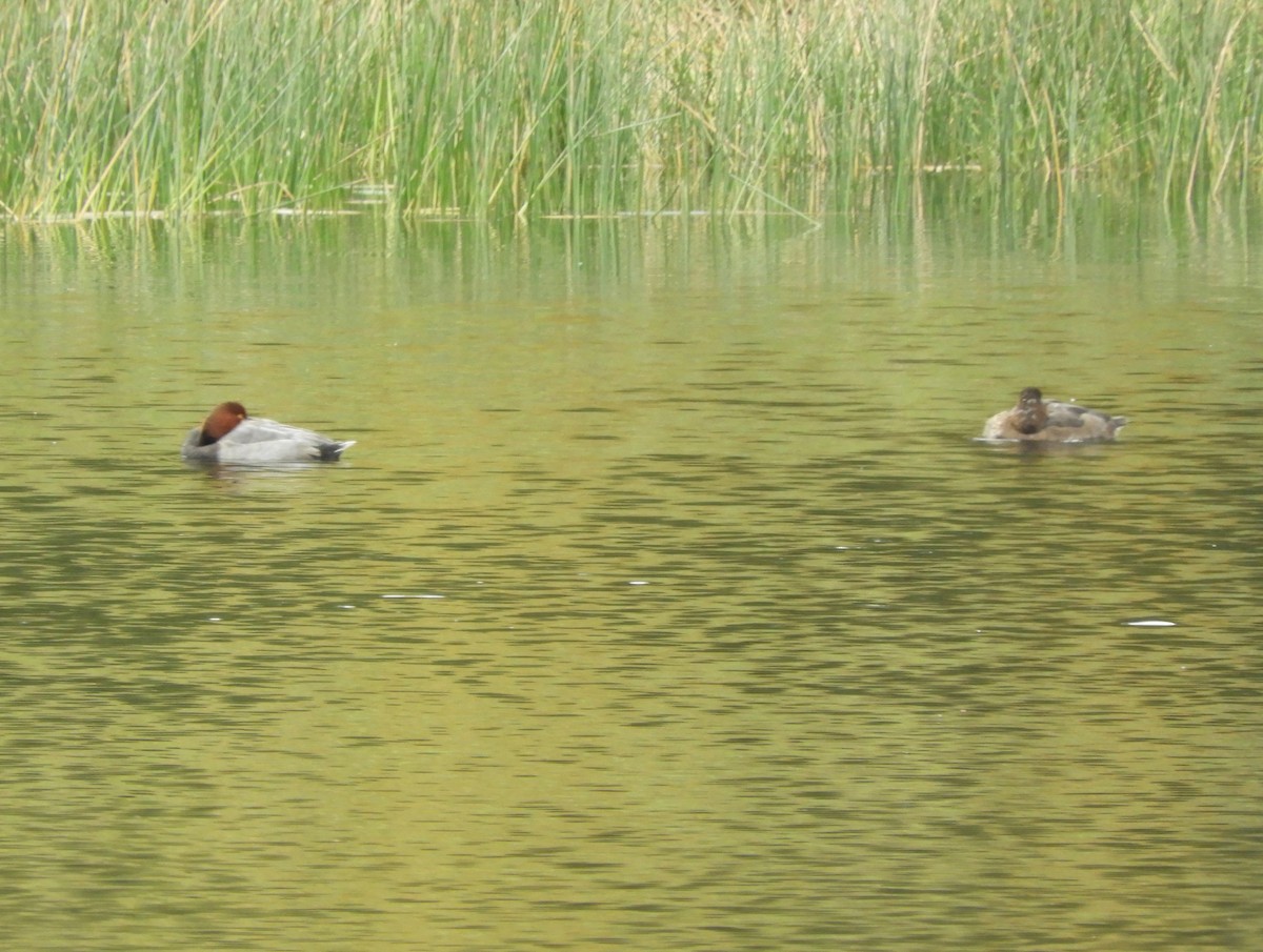 Redhead - ML642882306