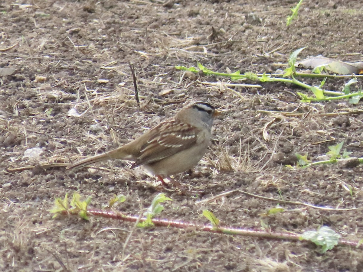 White-crowned Sparrow - ML642882307