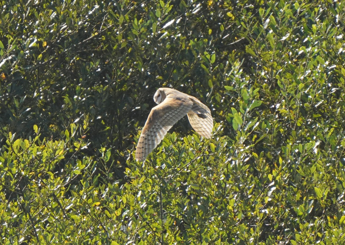 American Barn Owl - ML642882309