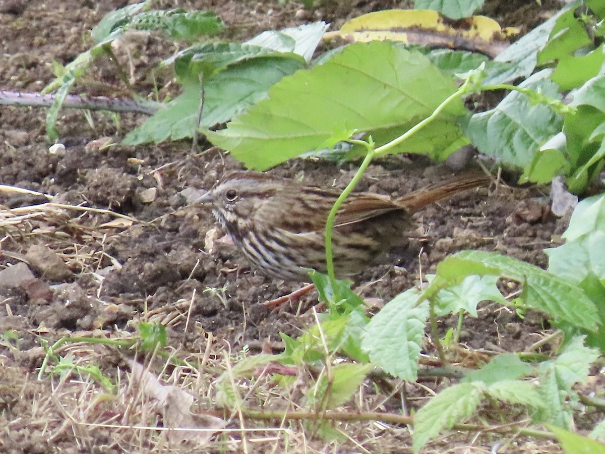 Song Sparrow - ML642882310