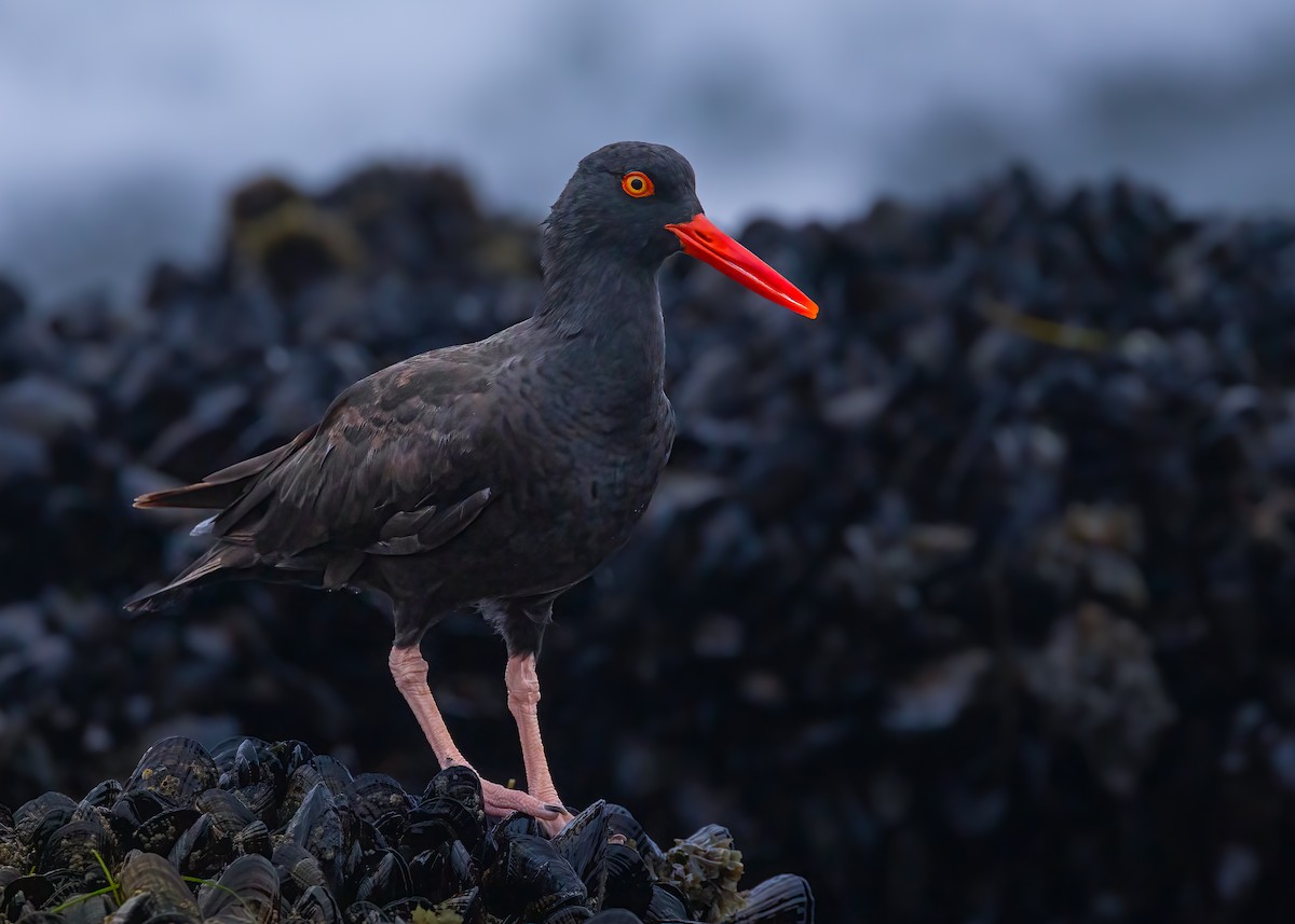 Black Oystercatcher - ML642882311