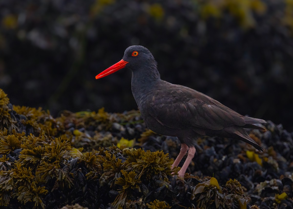 Black Oystercatcher - ML642882314