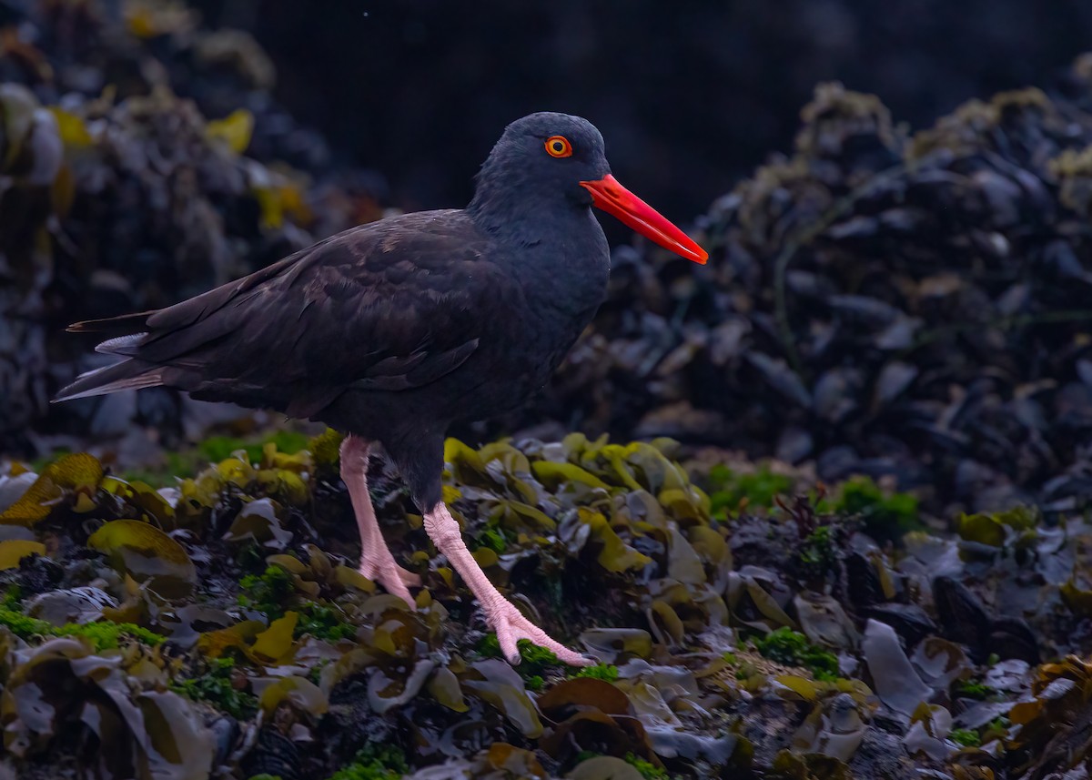 Black Oystercatcher - ML642882316