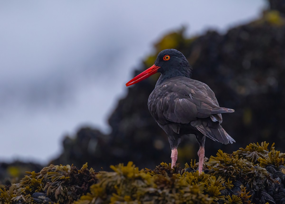 Black Oystercatcher - ML642882323