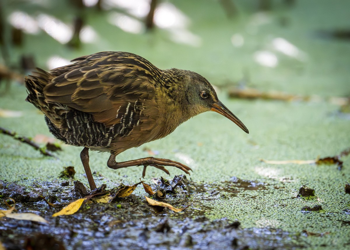 Virginia Rail - ML642882324