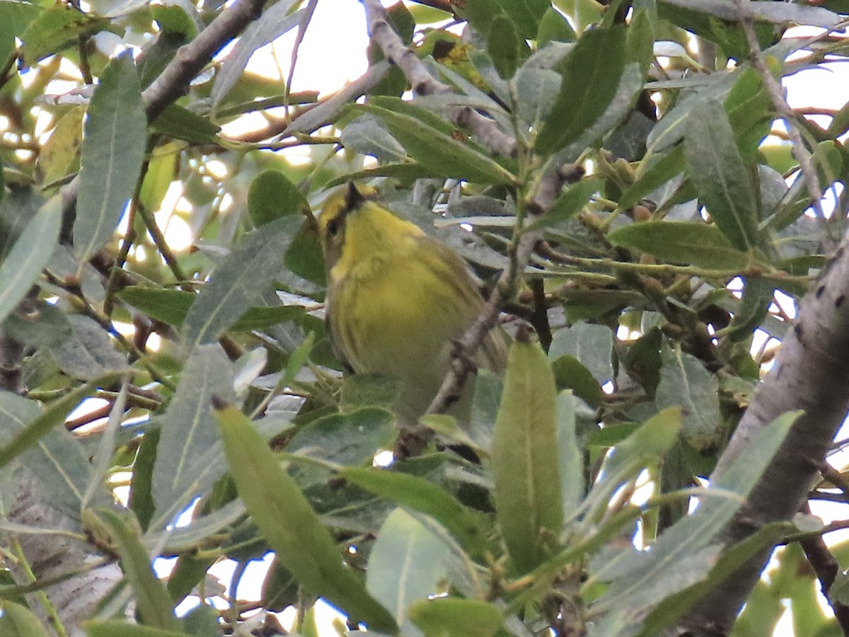 Townsend's Warbler - ML642882330