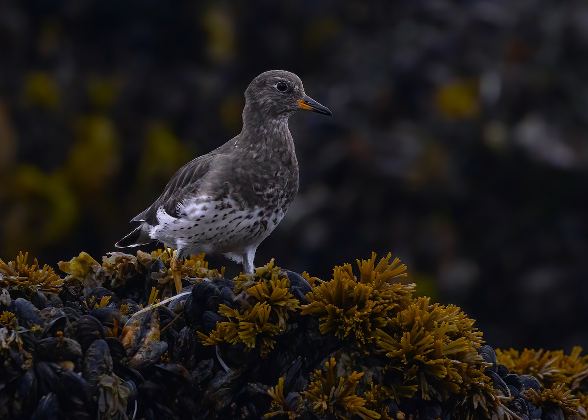 Surfbird - ML642882331