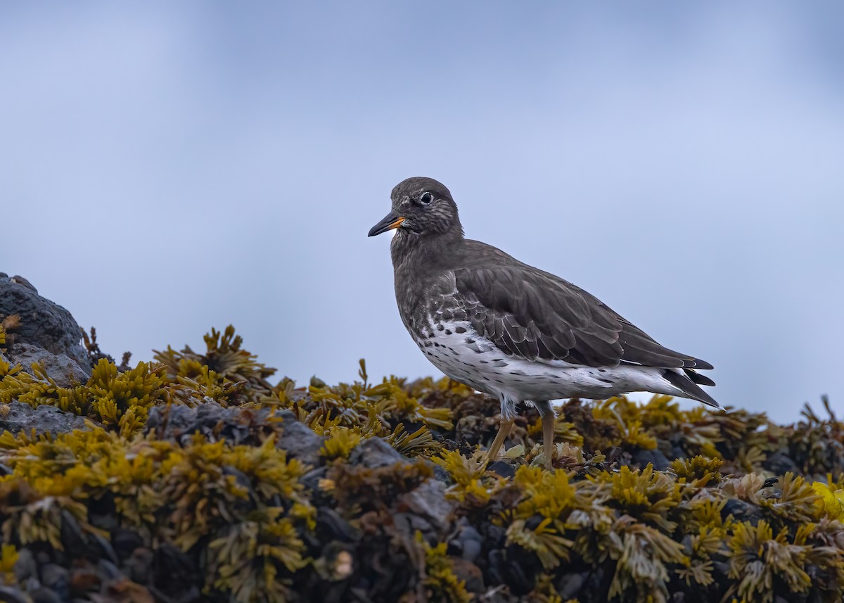 Surfbird - ML642882333