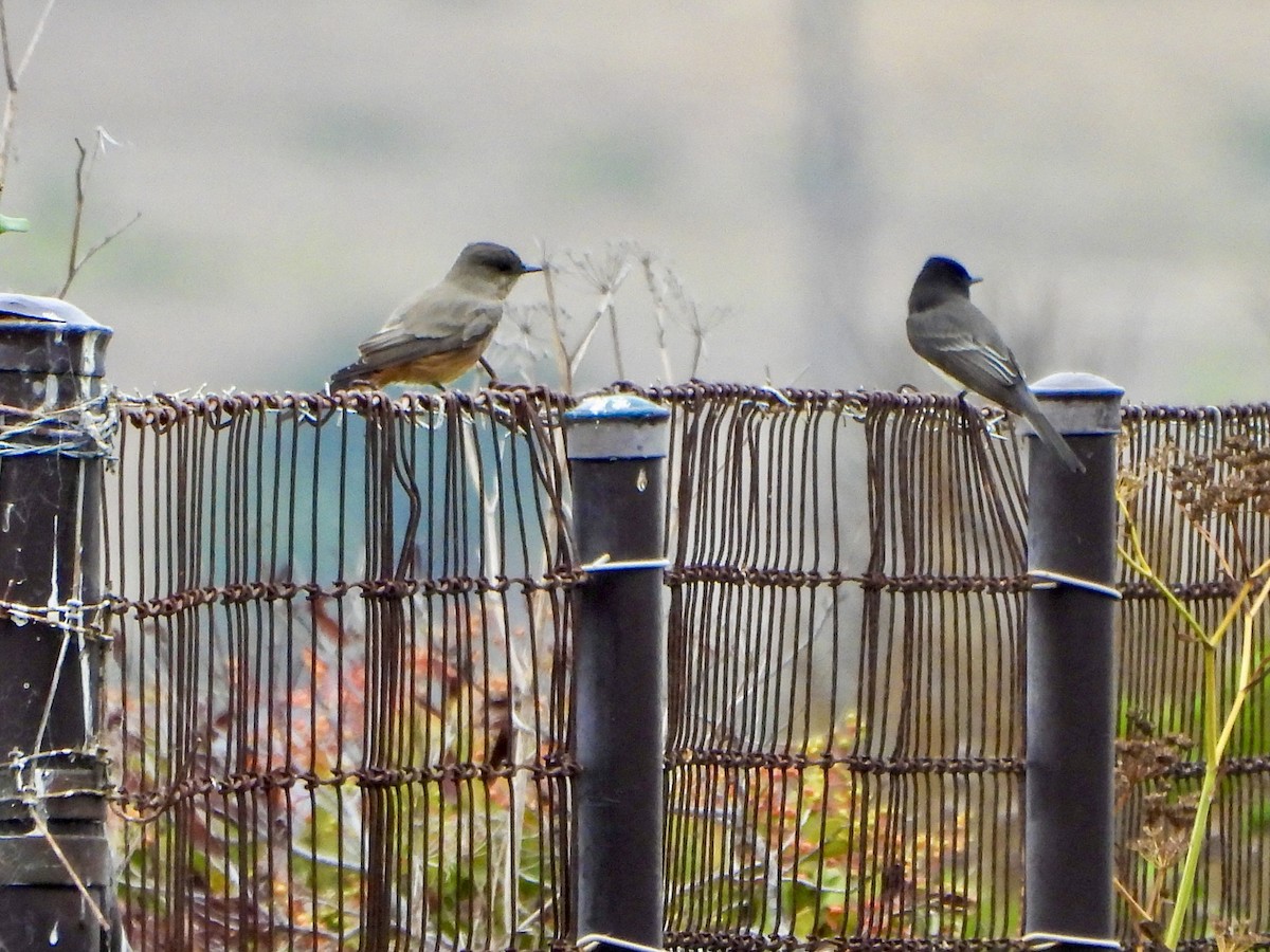 Say's Phoebe - ML642882337
