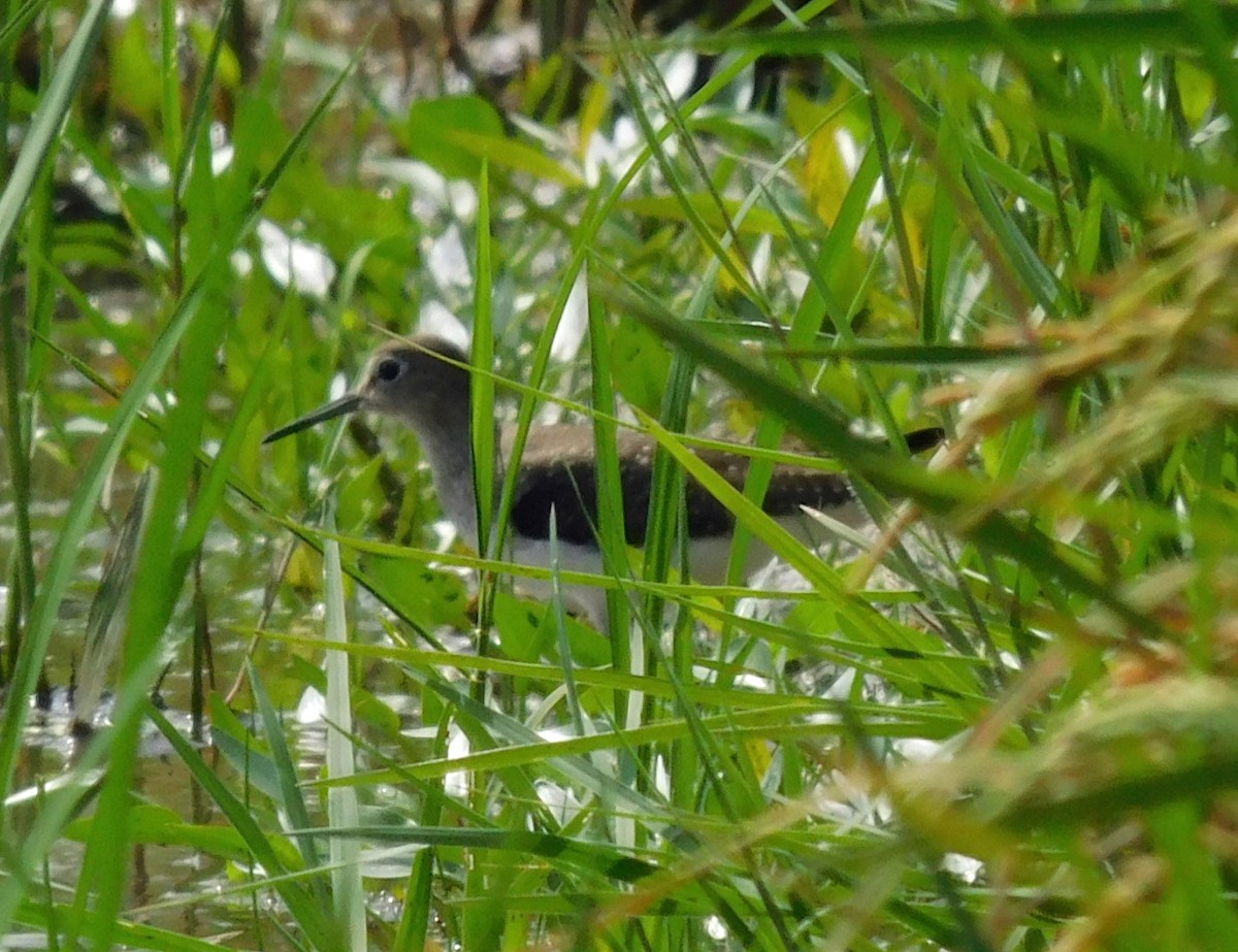 Andarríos Solitario - ML642882341