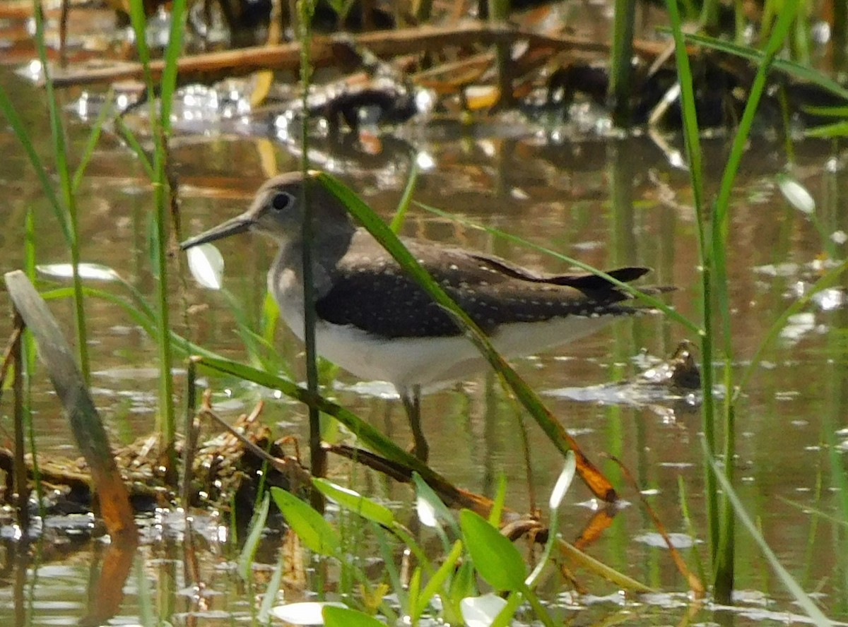 Andarríos Solitario - ML642882343