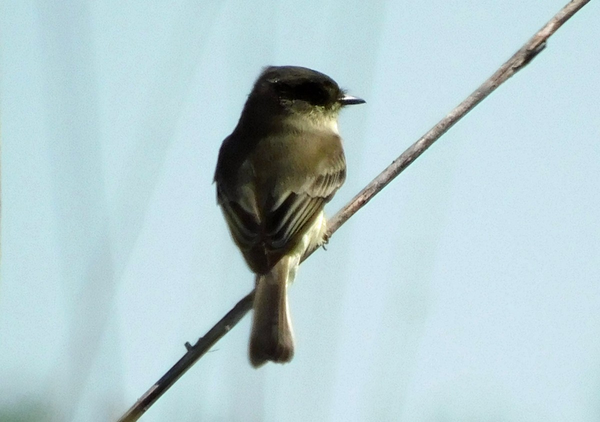 Mosquero Fibí - ML642882352
