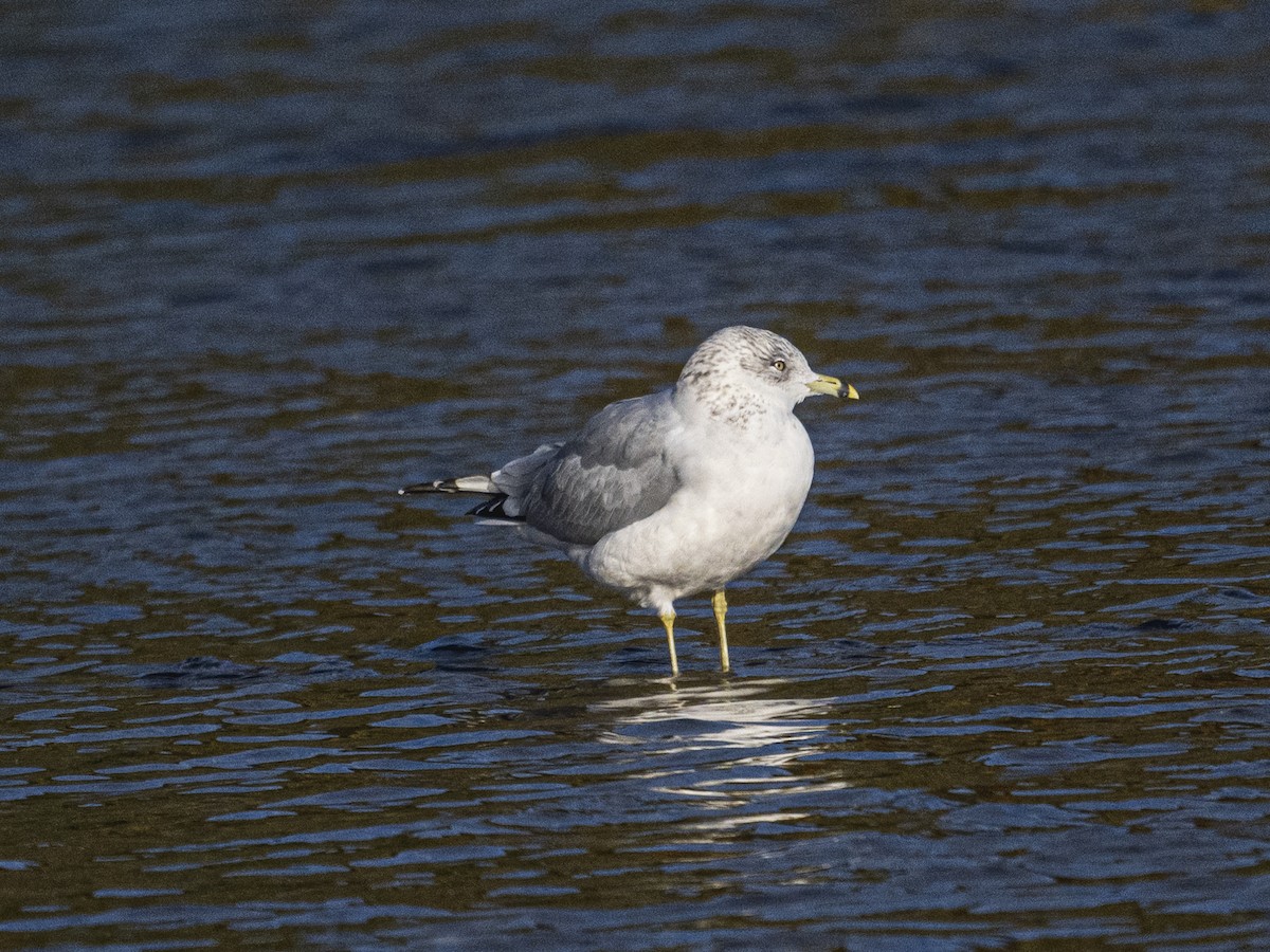 Gaviota de Delaware - ML642882355