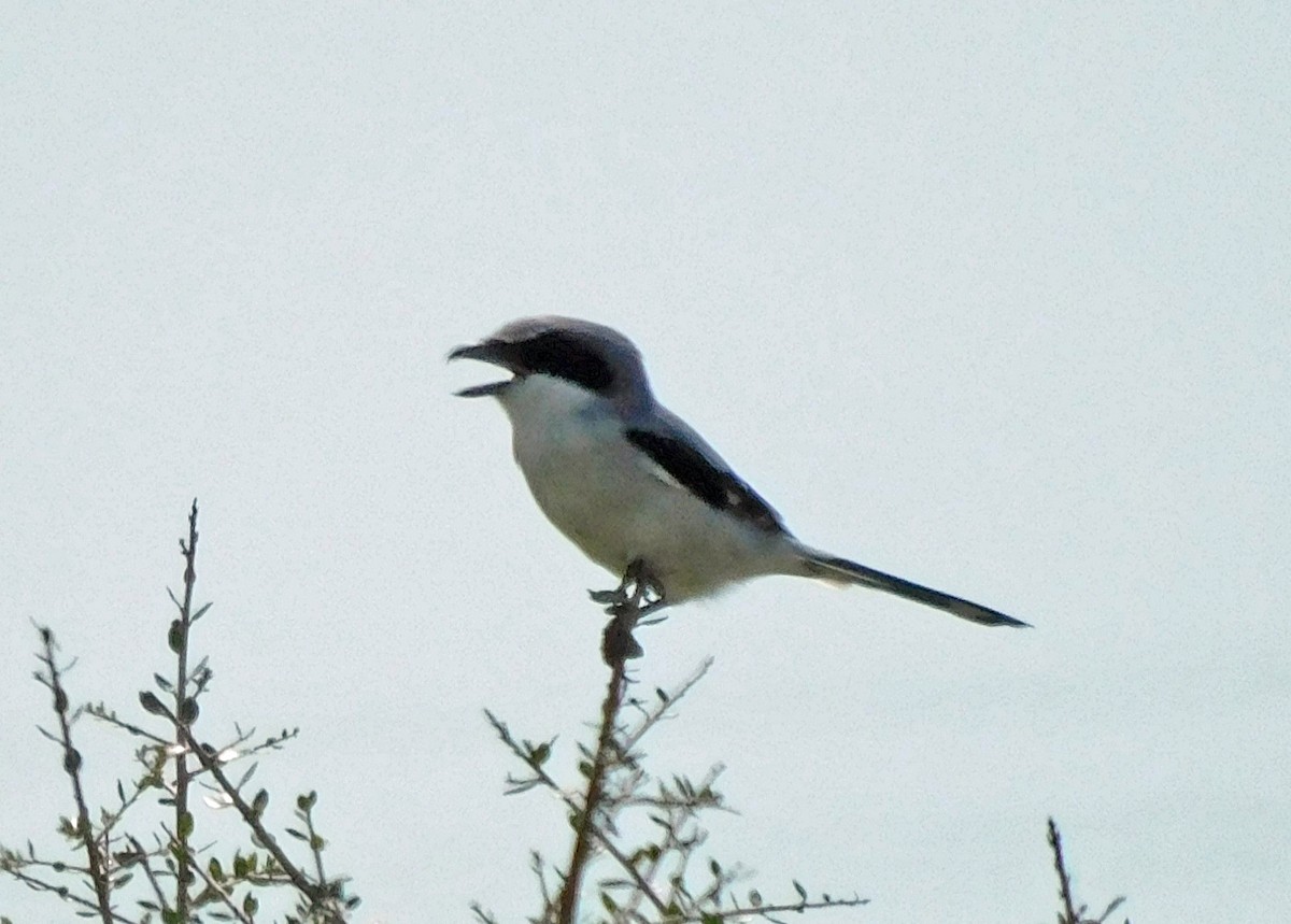 Alcaudón Americano - ML642882356
