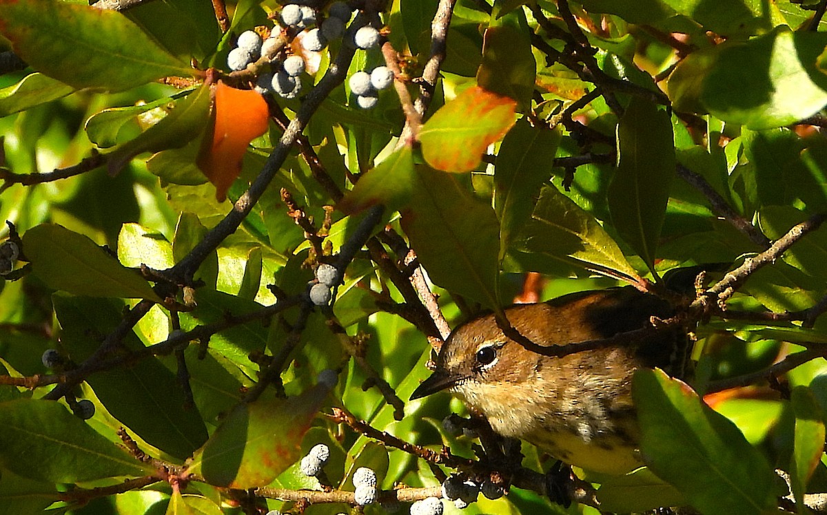 Reinita Coronada (coronata) - ML642882358