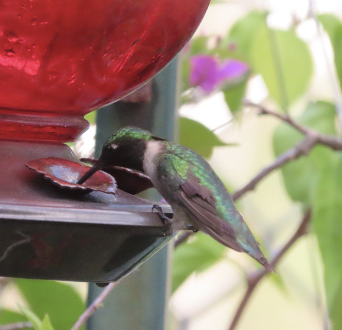 Colibrí Gorjirrubí - ML642882360