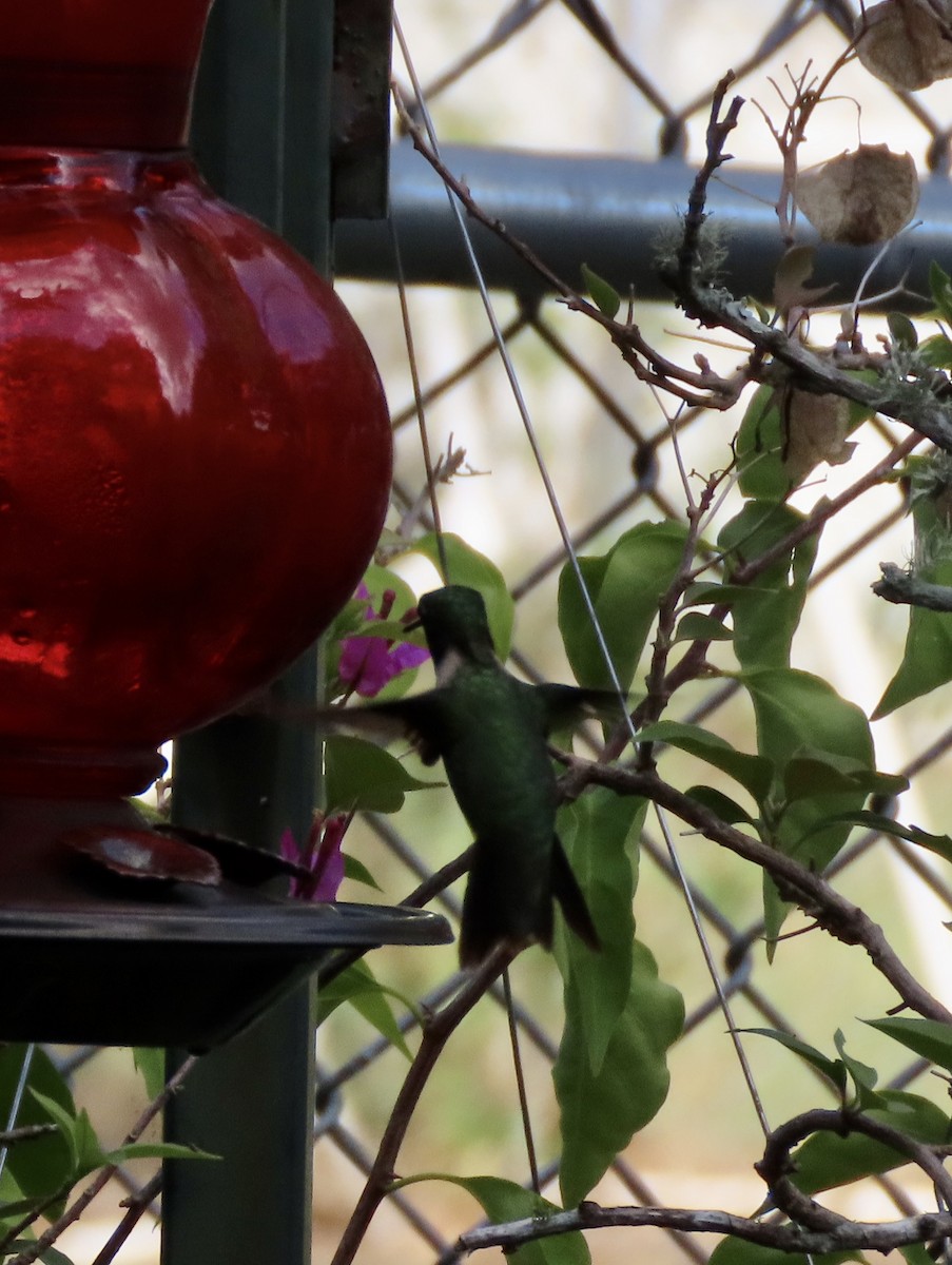 Colibrí Gorjirrubí - ML642882361