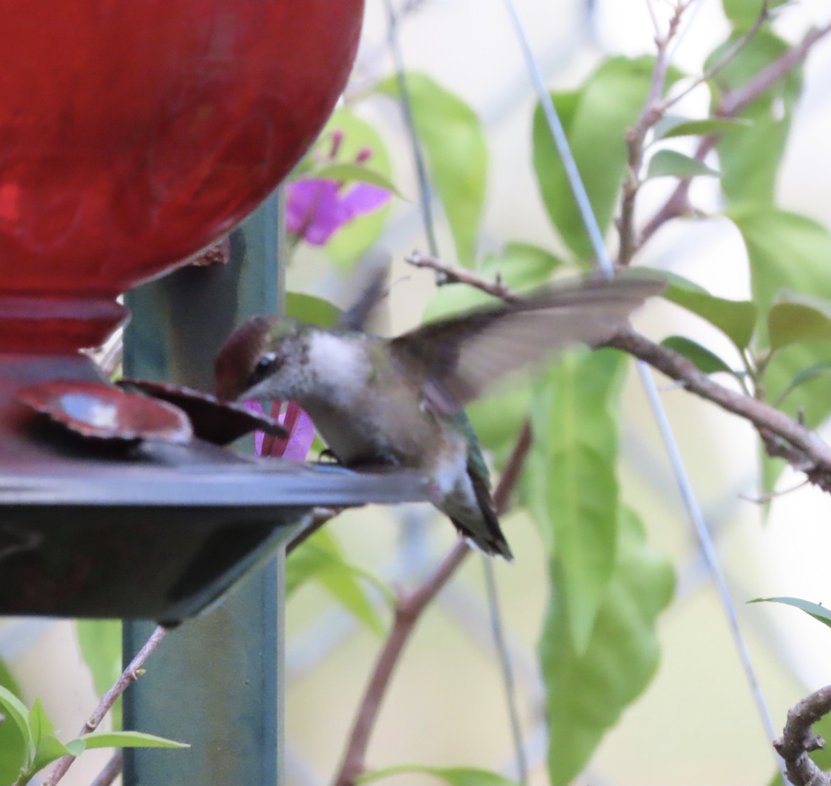 Colibrí Gorjirrubí - ML642882362