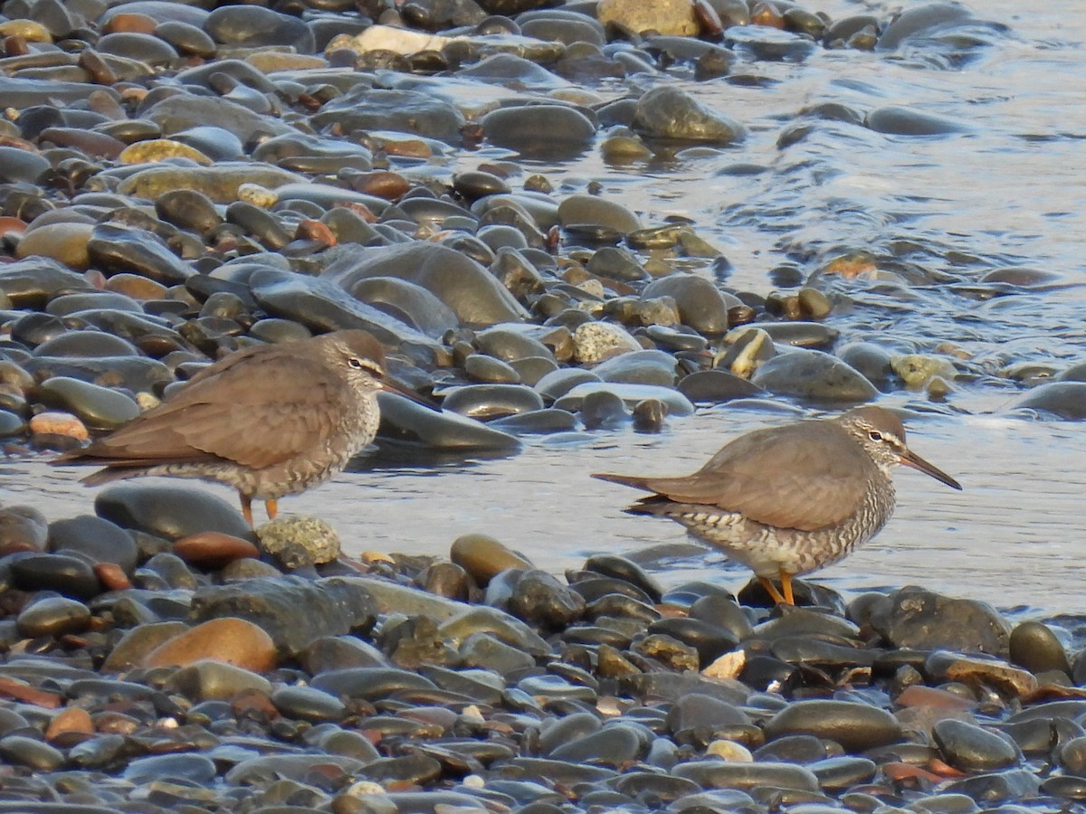 alaskavandresnipe - ML642882370